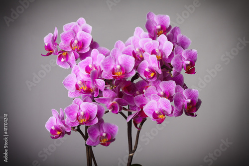 Obraz na płótnie canvas czteroczęściowy "tetraptyk" Orchidea
