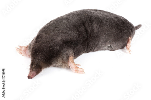 Fotografie, Obraz The European mole on a white background, separately