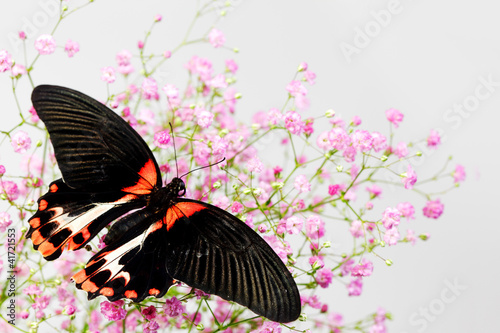 Tapeta ścienna Rumilioz papilio
