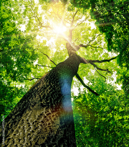 Naklejka - mata magnetyczna na lodówkę forest