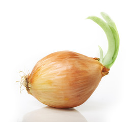 Wall Mural - Onion