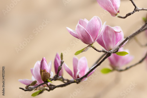 Board z aluminiowym obramowaniem Piękna magnolia