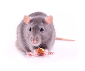 rat eating almonds