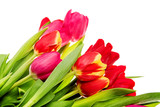 Fototapeta Tulipany - tulip flowers