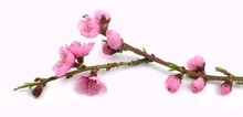 Pink, Spring Flowers On Branch
