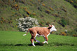 Young calf running on Selworthy Beacon in Exmoor