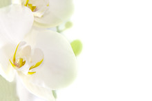 Orquídea Blanca Sobre Fondo Blanco