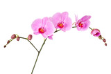 Fototapeta Storczyk - Pink orchid isolated on a white