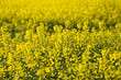 Nice yellow blomming rapeseed