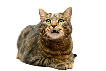 Naklejka na meble Large adult tabby cat, isolated on white