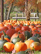 Pumpkin patch in autumn, halloween pumpkins for sale at farm