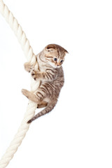 Scottish fold kitten climbing on rope isolated on  white backgro