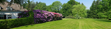 Rhododendrons In A Park