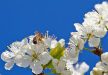 Bee On Spring Apple Blossom