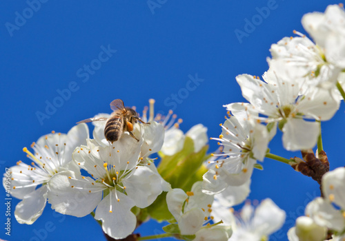 Dekoracja na wymiar  pszczola-na-wiosenny-kwiat-jabloni