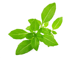 Wall Mural - greek basil