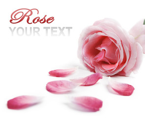 Wall Mural - Rose