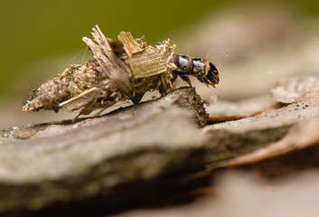 Wall Mural - Larva Psychidae