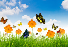 Yellow Flowers, Green Grass And Butterfly
