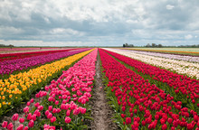 Pink, Red And Orange Tulip Field