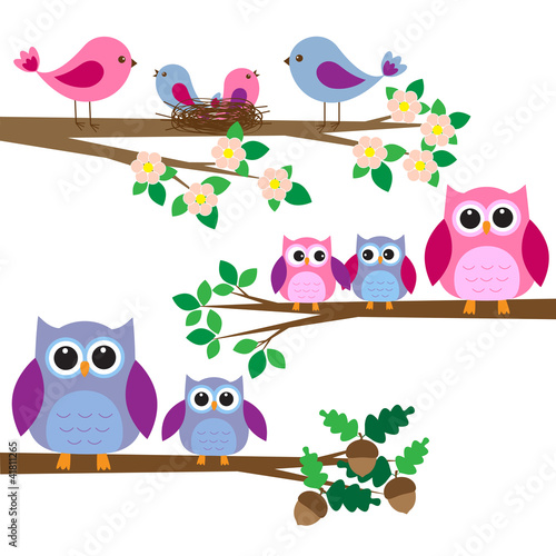 Obraz w ramie Owls and birds