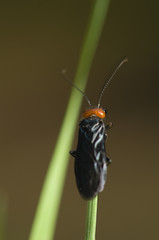 Poster - Acantholyda erythrocephala