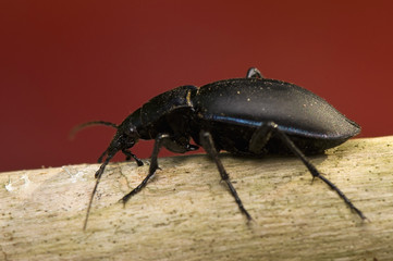 Poster - Carabus