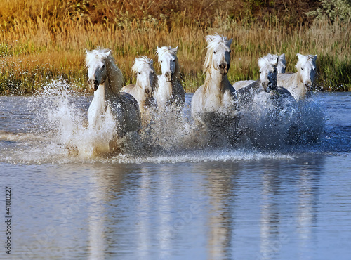 Jalousie-Rollo - Horse Splash (von JEANNE)