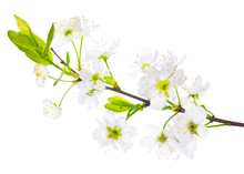 Spring Cherry Tree White Flowers Branch