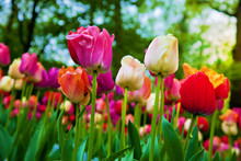 Colorful Tulip Flowers In Spring Park, Garden