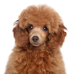 Wall Mural - Toy Poodle Puppy