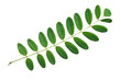 Green leaf acacia isolated on white background