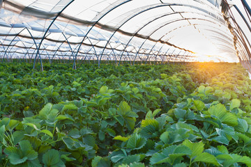 Greenhouse