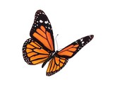 Fototapeta  - digital render of a monarch butterfly
