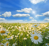 Fototapeta  - Springtime: field of daisy flowers with blue sky and clouds