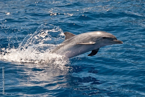 Board z aluminiowym obramowaniem Delfin