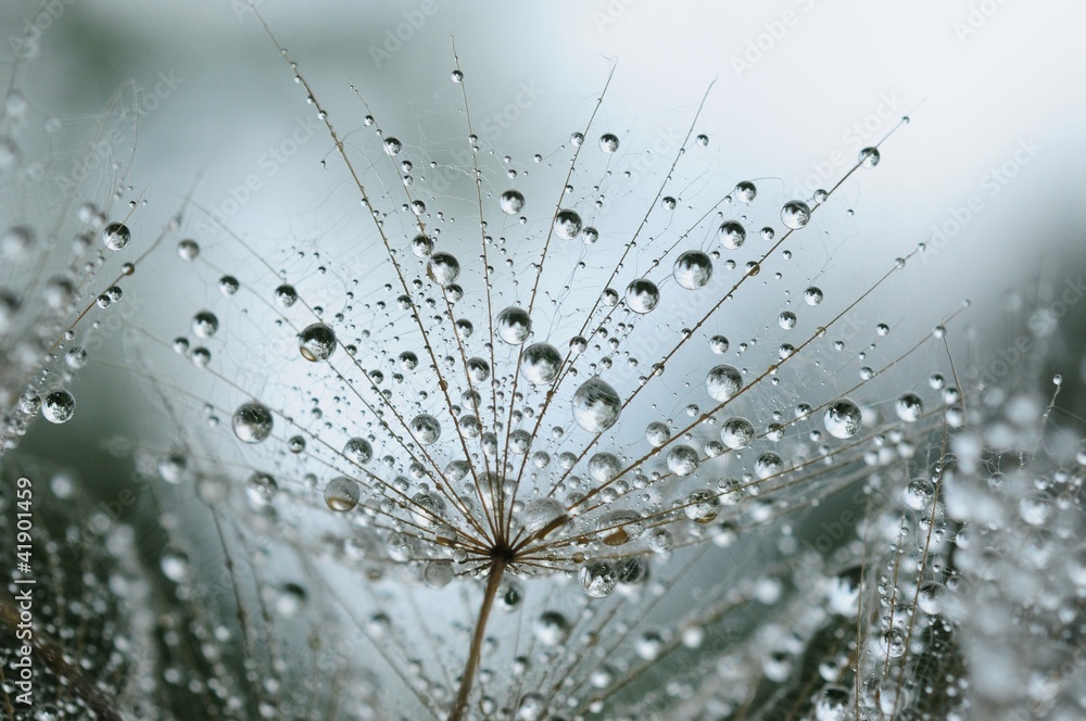 dandelion seeds with drops - obrazy, fototapety, plakaty 