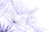 Fototapeta Fototapeta z dmuchawcami na ścianę - dandelion seeds with drops