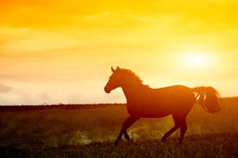 Horse In Sunset