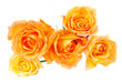 Bunch of yellow roses isolated on the white background.