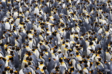 King Penguin Colony.