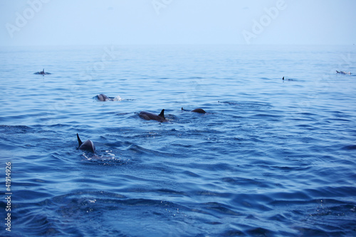 Board z aluminiowym obramowaniem Delfiny w falach oceanu