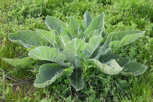Verbascum Thapsus Gordolobo Planta En Crecimiento Buy This Stock Photo And Explore Similar Images At Adobe Stock Adobe Stock