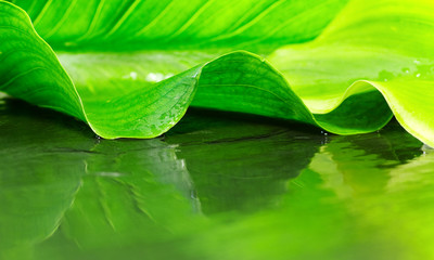 abstract green background