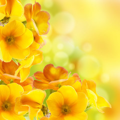 Fototapete - Yellow flowers on a white background, a spring primrose