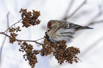 Wall Mural - common redpoll, carduelis flammea