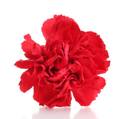 Poster - Red carnation isolated on white