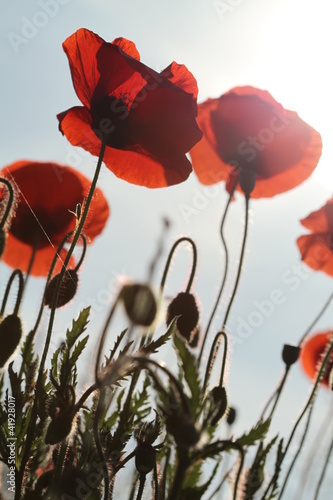 Tapeta ścienna Mak w słońcu