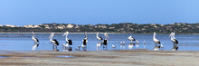 Panorama With Pelicans Inside The Sea