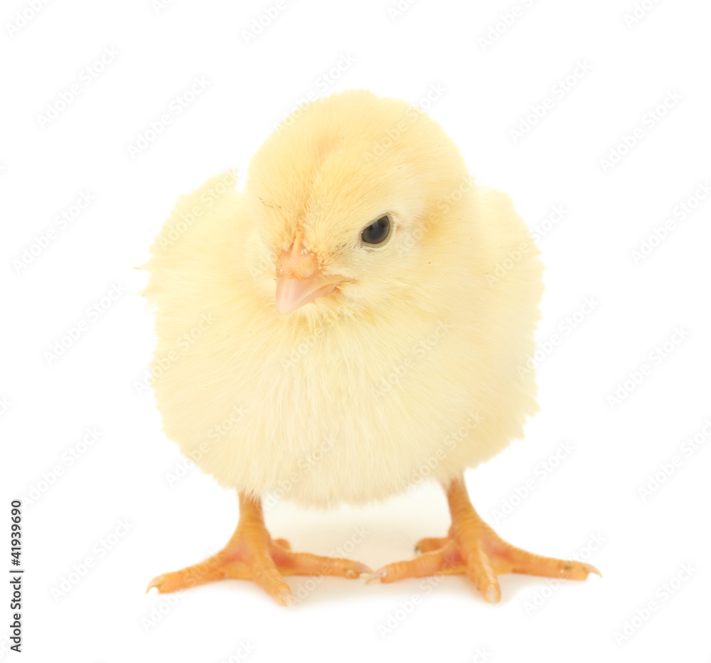 beautiful little chicken isolated on the white